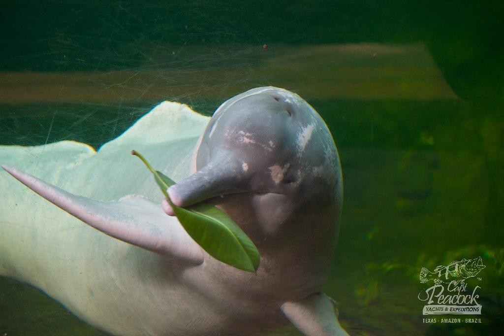 Species Spotlight: Amazon River Dolphin – Capt. Peacock Yachts