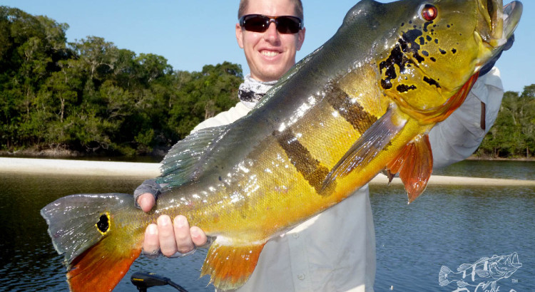 Capt. Marc C. on LinkedIn: Brazil is Open / Peacock Bass Fishing / Great  Trip / Epic Action! Friend