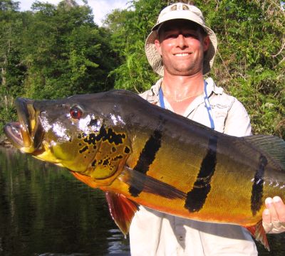 Rio de Gigantes -Tackling the monster Peacock Bass of the , Reports